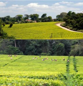 Photos shows local community and migrants at tea plantations and factories in Mufindi District, Iringa Region, Tanzania.