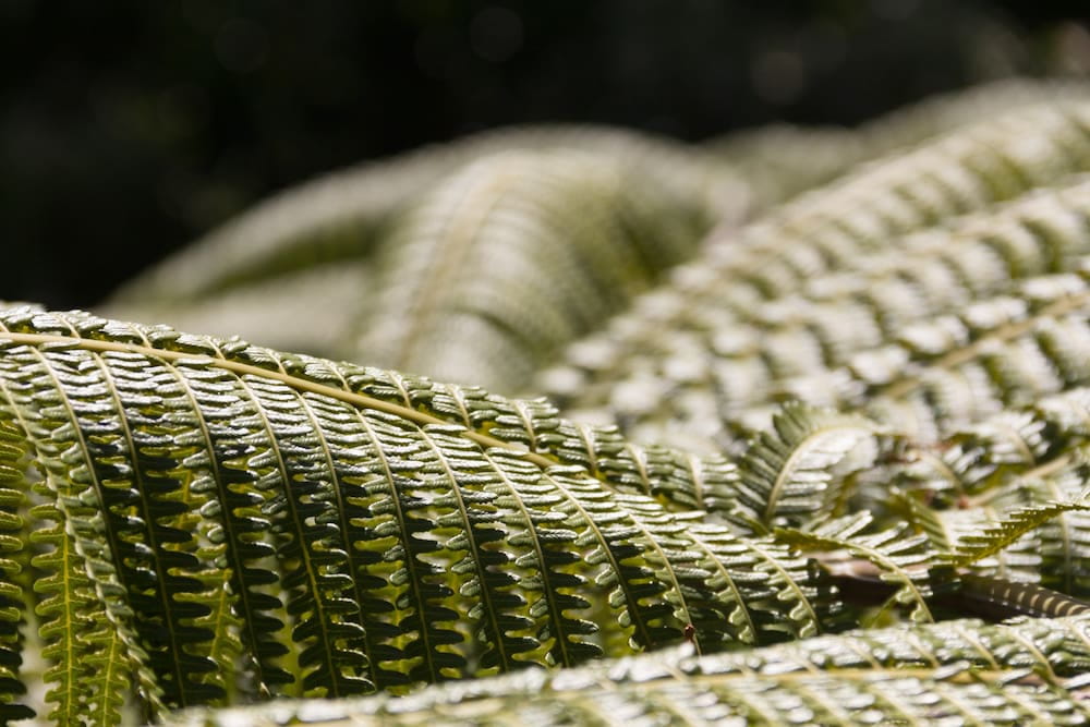 A zoomed image of a leaf's intricate texture.