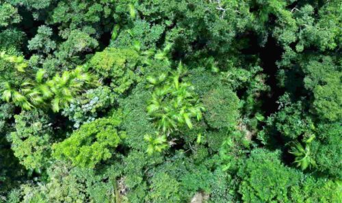 Aerial view of lush, green tropical forest canopy in Kuranda National park, featuring dense vegetation, palm trees, and vibrant foliage typical of island ecosystems.