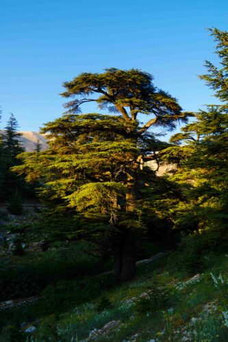 A green and thriving tree sits on a lush, natural hillside against a bright, blue sky.