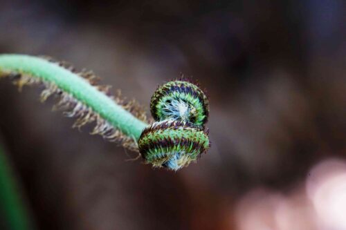 A macro. zoomed-in view of an interesting bright green plant tendril that is very textured.