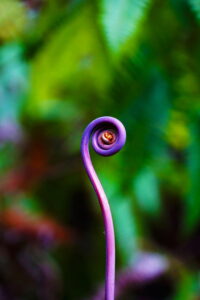 A purple plant curls in front of green foliage.