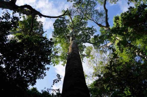 Tall and lush green trees reach up towards a blue and cloudy sky.