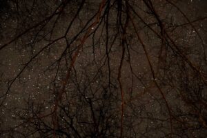 Silhouettes of tree branches cutting through a starry sky.