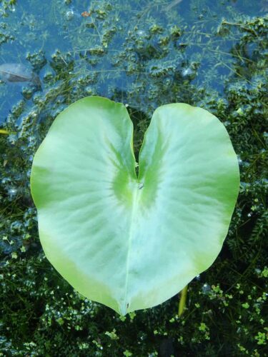 A large lily pad floats in a vegetated pond.