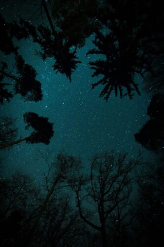 The silhouetted branches of trees reach outward into a dark. teal-blue tinted sky full of stars.