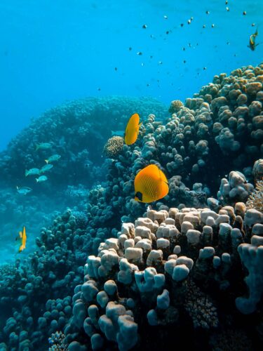 yellow fish swimming in a coral reef