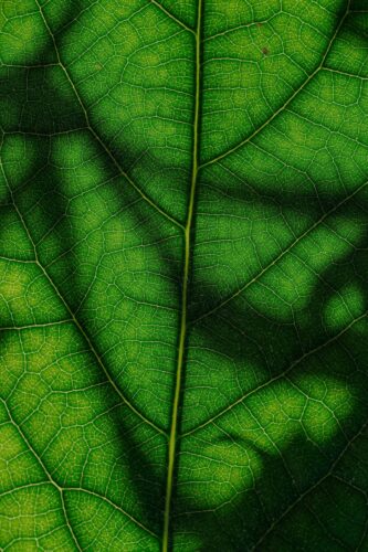 Close-up of a green leaf with intricate vein patterns, illuminated by sunlight.