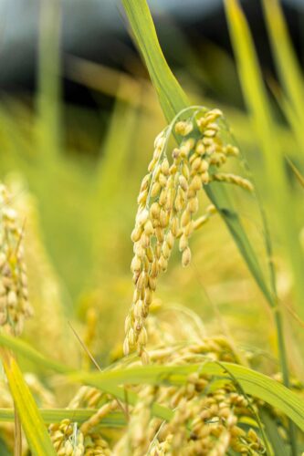 A close up of cereal grains in a field in Taiwan. Photograph by Winston Chen.