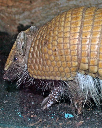 Southern Three Banded Armadillo (Tolypeutes matacus) at the Louisville Zoo