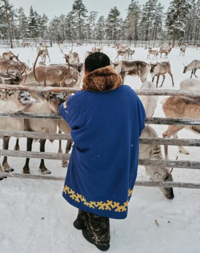 Person in a blue coat with fur trim stands at a snowy fence feeding reindeer. Pine trees in the background create a serene winter scene.