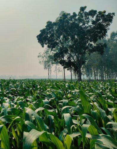 A green field of crops under a hazy sky with tall trees in the background and sunlight filtering through.
