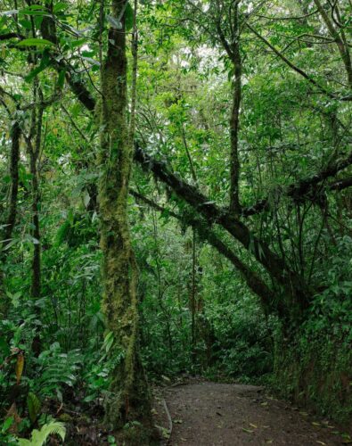 A path in the middle of a lush green forest.