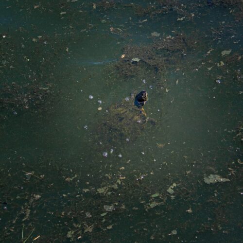 A turtle is swimming in a polluted lake.
