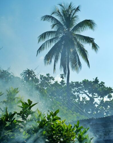 Smoke drifts through leafy green plants under a tall palm tree, with morning sunlight streaming in rays through the haze against a clear blue sky.