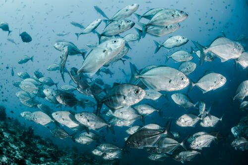 A school of silver fish swimming in the ocean.