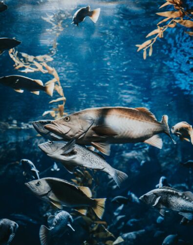 Underwater scene with various fish swimming among golden seaweed against a deep blue backdrop, creating a calm and serene oceanic atmosphere.