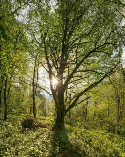 A path through the forest. Photograph by Ales Krivec.