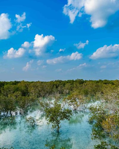 Mangrove forest. Photograph by Vivek Vg.