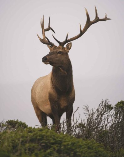 brown deer on green grass during daytime
