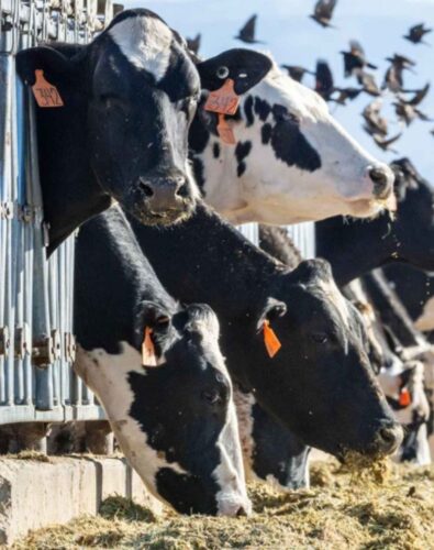 Dairy cattle throughout the United States have been infected with the H5N1 virus.Credit: MediaMedium/Alamy.