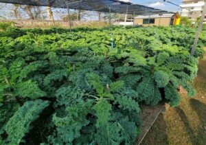 Figure 2. Organic kale grown at Muak Lek Hospital in Saraburi Province demonstrates how health care facilities can promote diets that benefit both human wellbeing and the planet. Photo credit: Dr. Kwang Mo Yang, ASEAN Institute for Health Development (AIHD), Mahidol University.