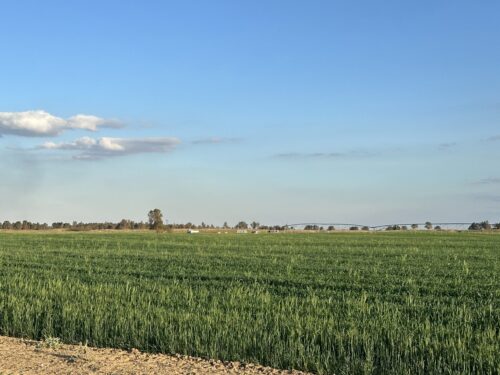 A wheat field against a blue sky