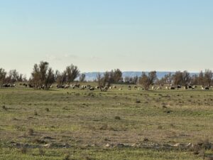 Sheep grazing in an open field with mountains in the background and a wide open sky