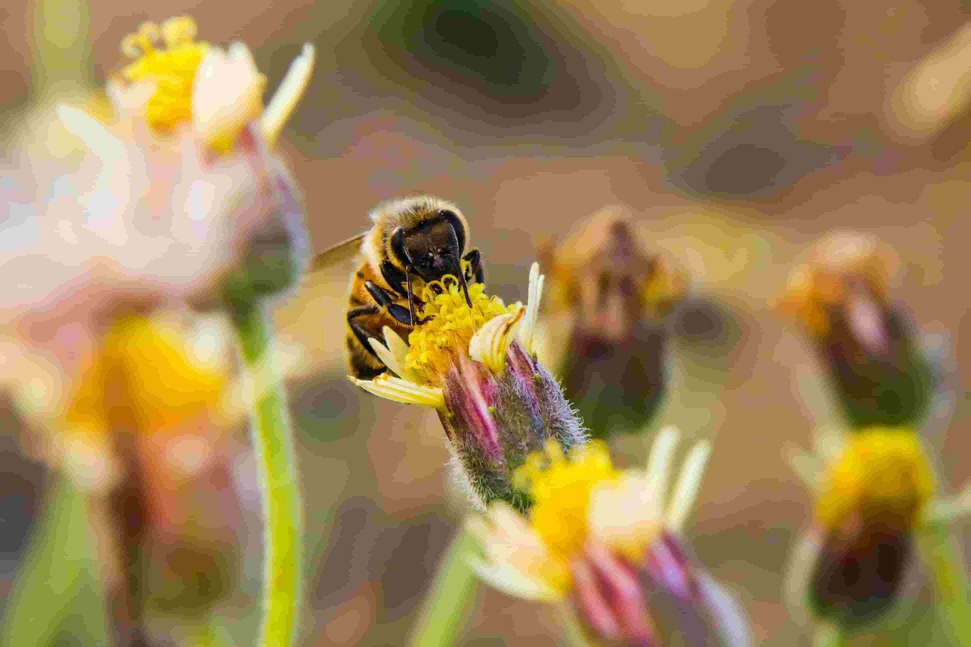 Fewer insects, fewer nutritious crops: pollinator decline imperils ...